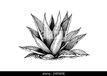 Blue agave ink sketch. Tequila ingredient vector drawing. Engraving illustration of mexican plant. Stock Vector