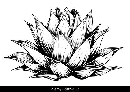 Vintage Hand-Drawn Vector Sketch of Agave Plant: Tequila Illustration with Blue Cactus and Desert Flora. Stock Vector