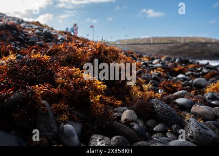 A rocky beach with a large amount of seaweed on it. The seaweed is brown and green and covers the rocks Stock Photo