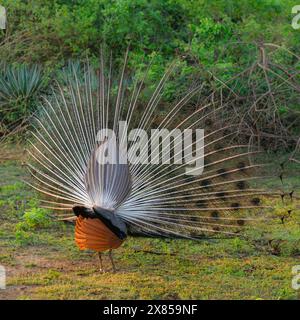 Peacock Displaying Feathers from the Rear (Pavo Christatus), in the wild, Bundala National Park, Sri Lanka. Stock Photo