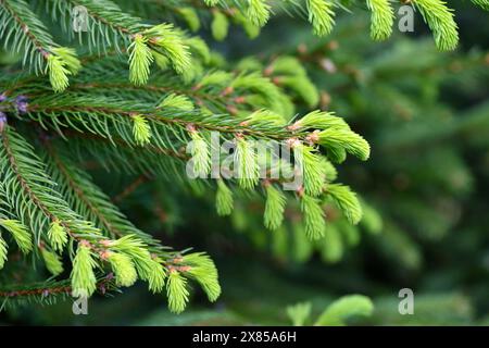 Branches spruce tree with young new shoots on a natural green background in spring forest. Natural background Stock Photo