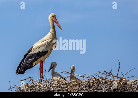 White Stork (Ciconia ciconia) with chicks in nest near Lagos, Algarve, Portugal Stock Photo