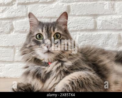 cat, beautiful portrait of tabby gray cat lying by white brick wall in a living room with copy space. domestic cat or animal portrait photo. domestic Stock Photo