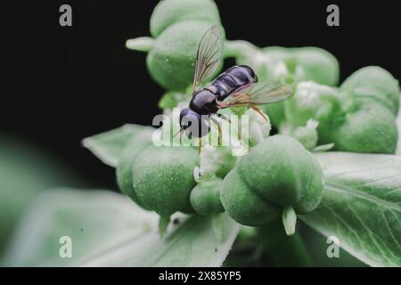 small black hoverfly resting on a small green flower. Stock Photo