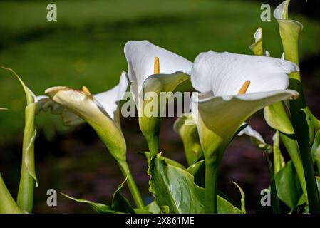 Zantedeschia aethiopica or Calla Lily blossom in the garden, Ireland Stock Photo