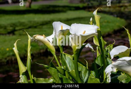 Zantedeschia aethiopica or Calla Lily blossom in the garden, Ireland Stock Photo