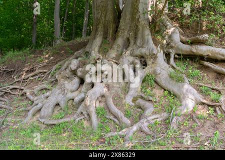 Massive Tree Roots Spreading Across Forest Floor Stock Photo - Alamy