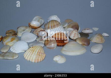 Collection of shells and stones from summer holidays on the Tuscan coast Stock Photo