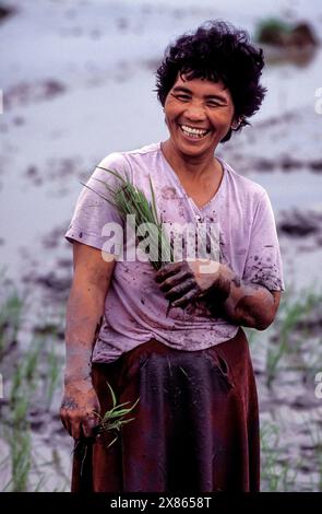 Philippines, Luzon; Farm worker plants paddy or young rice plants in a rice terrace. Stock Photo
