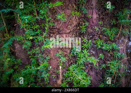 Close-Up of Yew Tree Bark with Vibrant Green Foliage Stock Photo