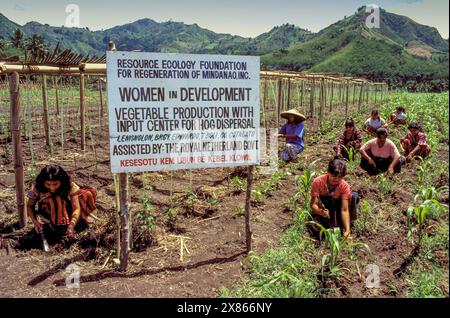 Philippines, Mindanao; Collaboration of women weeding in a vegetable garden near the broad beans. Stock Photo