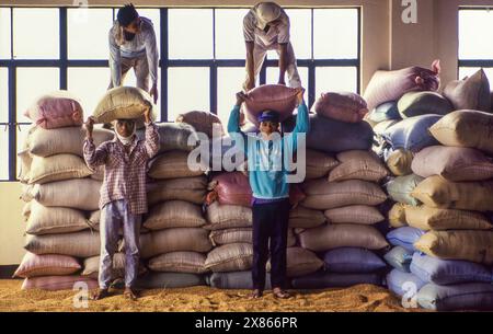 Philippines, Mindanao, workers with bags filled with rice flour in a rice mill in Davao city. Stock Photo