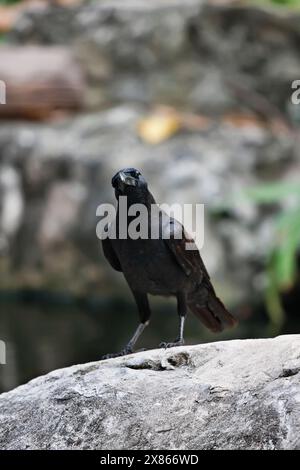 Thailand, Bangkok, Bangkok zoo, black crow (Corvus frugilegus) Stock Photo