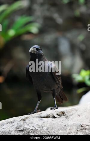 Thailand, Bangkok, Bangkok zoo, black crow (Corvus frugilegus) Stock Photo