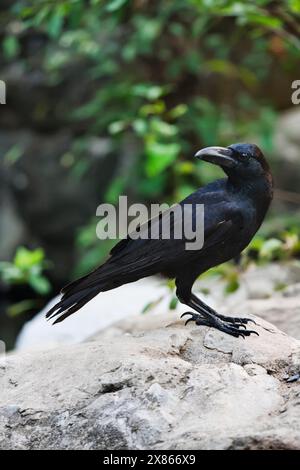 Thailand, Bangkok, Bangkok zoo, black crow (Corvus frugilegus) Stock Photo