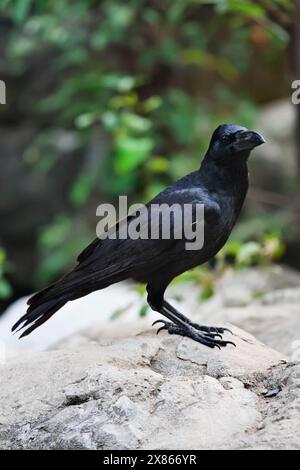 Thailand, Bangkok, Bangkok zoo, black crow (Corvus frugilegus) Stock Photo