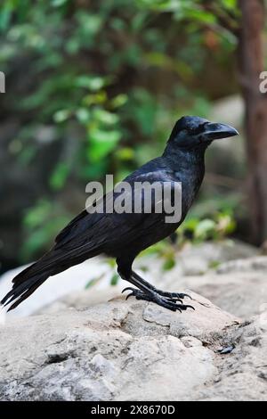 Thailand, Bangkok, Bangkok zoo, black crow (Corvus frugilegus) Stock Photo