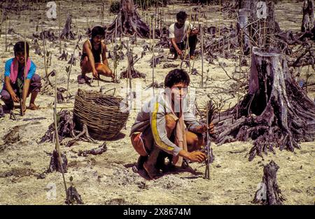 Marunda Tree People planting mangrove trees on an intertidal zone in Jakarta coastal ...