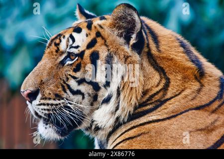 Thailand, Bangkok, Bangkok zoo, Bengal tiger (Panthera tigris) Stock Photo