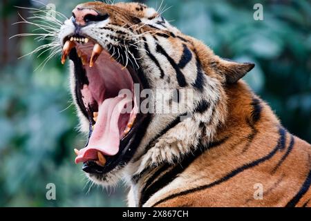 Thailand, Bangkok, Bangkok zoo, Bengal tiger (Panthera tigris) Stock Photo