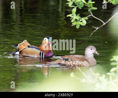 A pair of Mandarin Duck, Aix galericulata on the River Brathay in Ambleside, Lake District, UK. Stock Photo