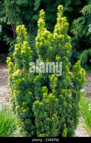 Common Yew English Yew Taxus baccata 'David' Garden Stock Photo