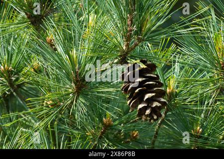 Balkan Pine Cone Pinus peuce Macedonian Pine Stock Photo