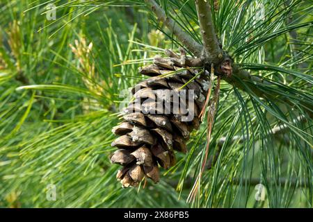 Chinese White Pine Cone Pinus armandii, Needles, Armand Pine Stock Photo