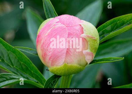 Chinese Peony Bud Paeonia lactiflora Peony Budding Pink,Peony "Abalone Pearl" Stock Photo