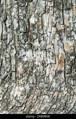 Acer campestre, Field maple, Bark, Texture Pattern Stock Photo