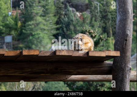 Golden Snub-nosed Monkey at the Jerusalem Biblical Zoo in Israel. High quality photo Stock Photo