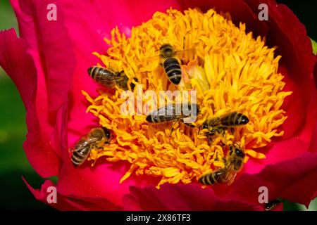 Honey Bees working together in peony bloom bees flower Stock Photo