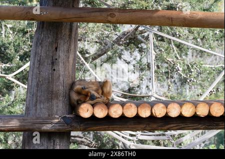 Golden Snub-nosed Monkey at the Jerusalem Biblical Zoo in Israel. High quality photo Stock Photo