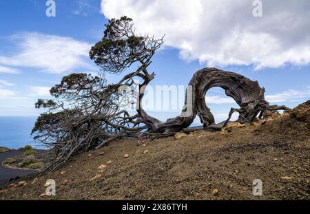 Juniper tree bent by the wind on the Canary Island of El Hierro Stock Photo
