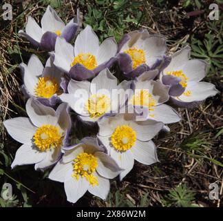 Pasqueflower (Anemone patens) purple wildflowers in Beartooth Mountains, Montana Stock Photo