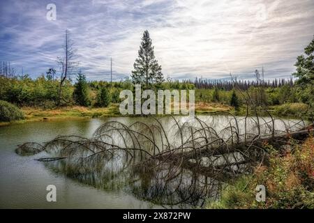 A natural lake in the Harz National Park, Saxony-Anhalt, Germany, deadwood, Hexenstieg, hiking Stock Photo