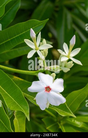 Rubber tree flowers in a park at Apia Samoa, South Pacific Stock Photo -  Alamy