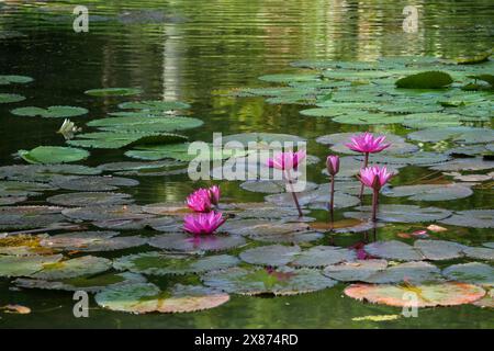 Pint water lily on a pond Stock Photo