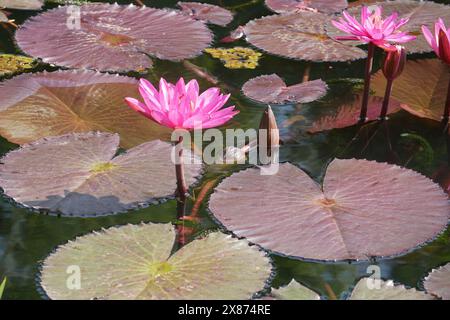 Pint water lily on a pond Stock Photo