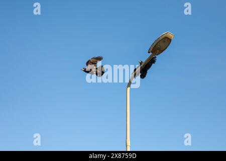 Two black birds look like crows on the background of the outdoor lantern against the blue sky. One bird is flying and the other is perching on the lam Stock Photo