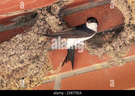 Clay nest and swallow on the ceiling of a building. Stock Photo