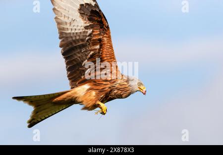 Close-up of a Red kite in flight against blue sky Stock Photo