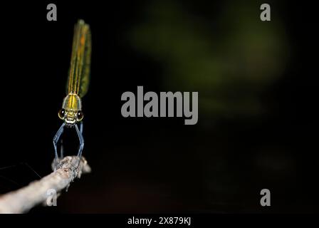 Dragonfly (Calopteryx splendens. Odonata) close to Villarcayo, Burgos ...