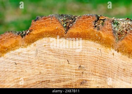 Close up of the end of a recently felled pine tree, showing the inner structure of the heartwood and external covering of bark. Stock Photo