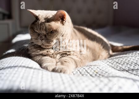 A British Shorthair cat enjoys a nap on a sunlit bed. The cat's fur glistens in the natural light, highlighting its soft texture and relaxed pose. Close-up captures add a cozy, serene feel. Stock Photo