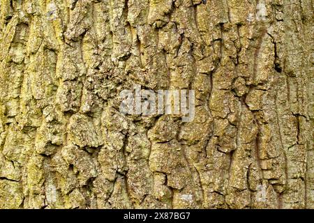 Wych Elm (ulmus glabra), close up showing the rough broken texture of the bark on a mature specimen of the tree. Stock Photo