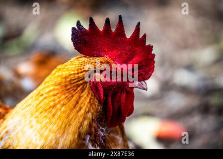 close-up of a hen with a red crest and yellow feathers on its beak in Cogollo del Cengio in the province of Vicenza in Veneto Italy Stock Photo