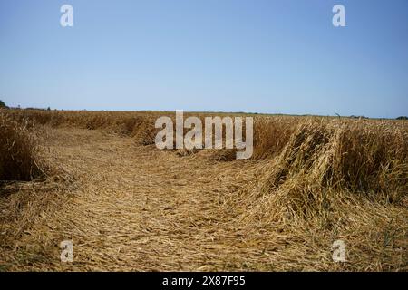 Wheat field under clear blue sky on sunny day Stock Photo