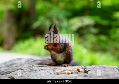 Squirrel eating nut on rock Stock Photo