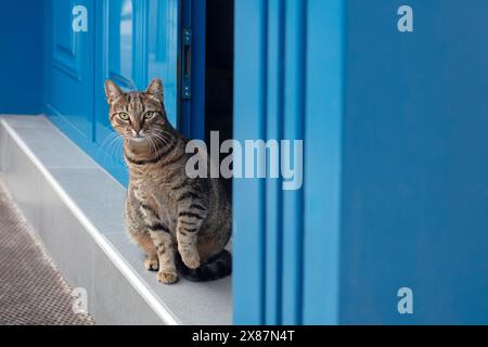 Portrait of tabby cat sitting on doorstep Stock Photo